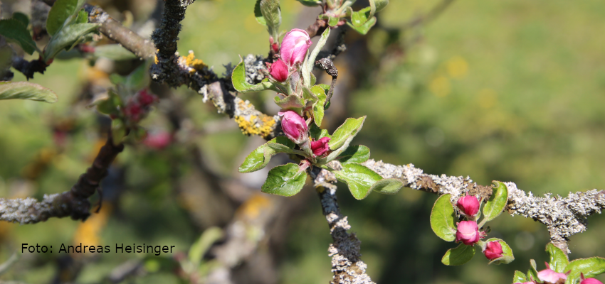 Zweig mit Apfelblüte im Frühjahr